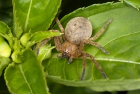 L'Olie  chaussettes (Araneae - Sparassidae - Olios argelasius)